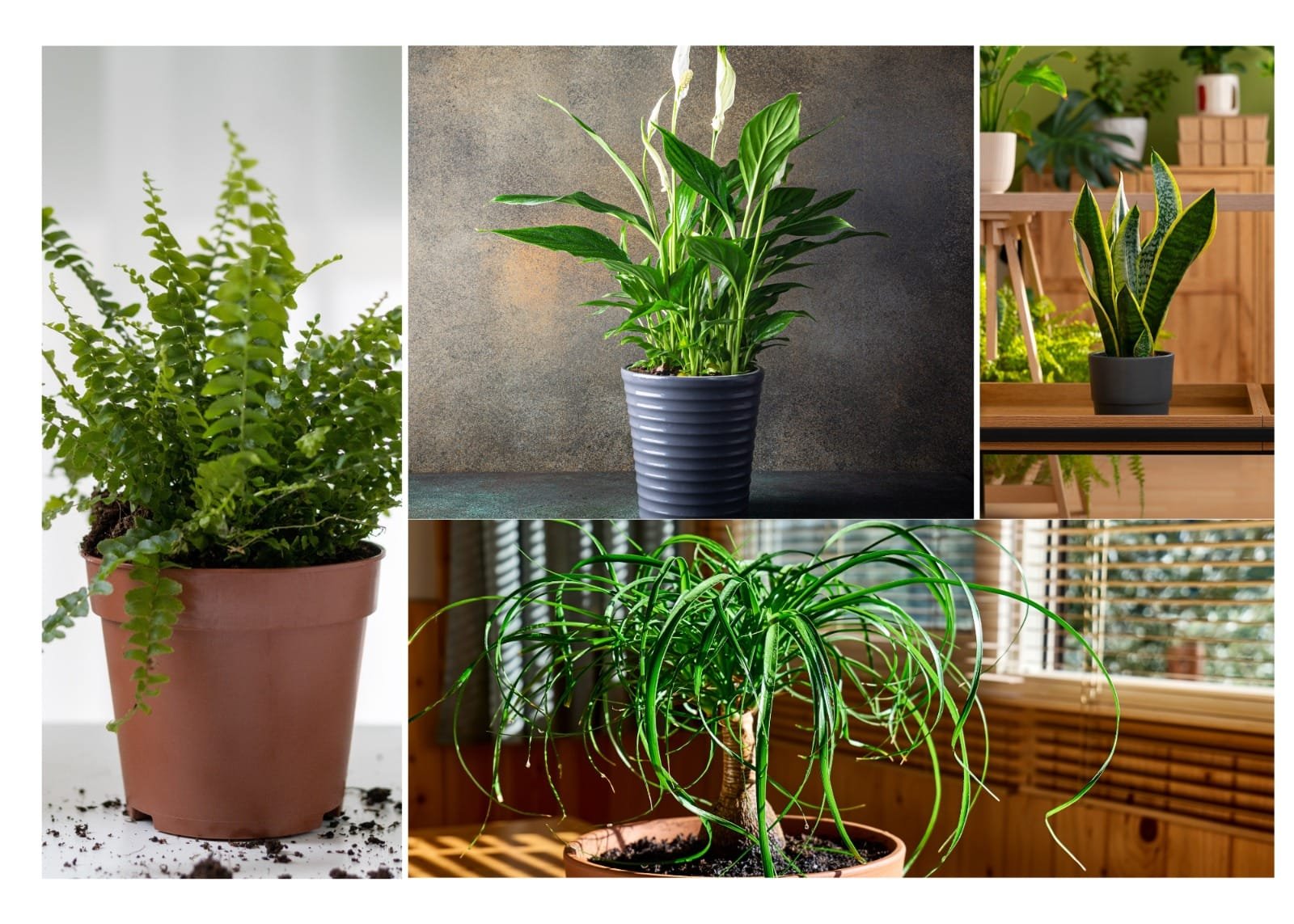 24 Best Indoor Plants - Find Your Perfect Houseplant - Garden Design